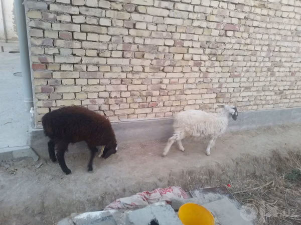 Ram, Sheep