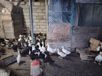 Ducks — foto 2
