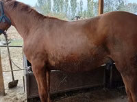 公马, Horses — 照片 3