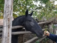 雌馬, Nonius horse — 写真 4