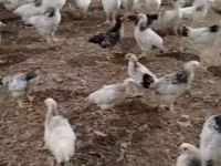 Chickens — Foto 3