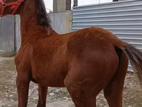 குதிரை, Budyonny horse — புகைப்படம் 4