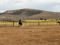 Klisna, National Show Horse — foto 3