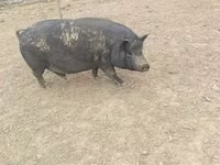 मादा सूअर — फ़ोटो 3