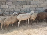 ஆடுகள் (தொகுதி, பாலினம் குறிப்பிடப்படவில்லை), ஆடுகள் — புகைப்படம் 6