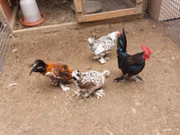 Brahma — foto 7