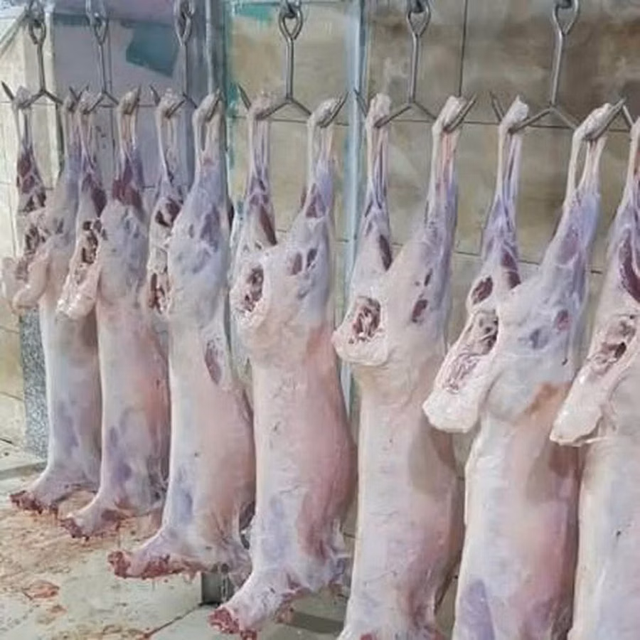 🐑❄️ AZ QUYRUQLU MONQOL QUZU ƏTİ SATIŞDA! 🥩 Keyfiyyətli quzu