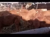 Touro, Vaca Limousine — foto 1