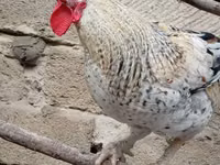 Brahma — foto 5