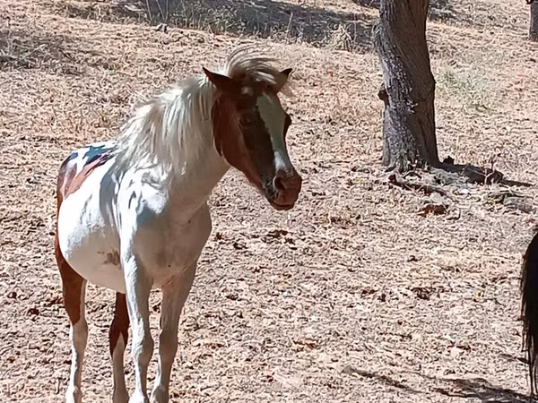 பெண் குதிரை, Shetland Pony