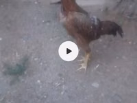 Chickens — Foto 2