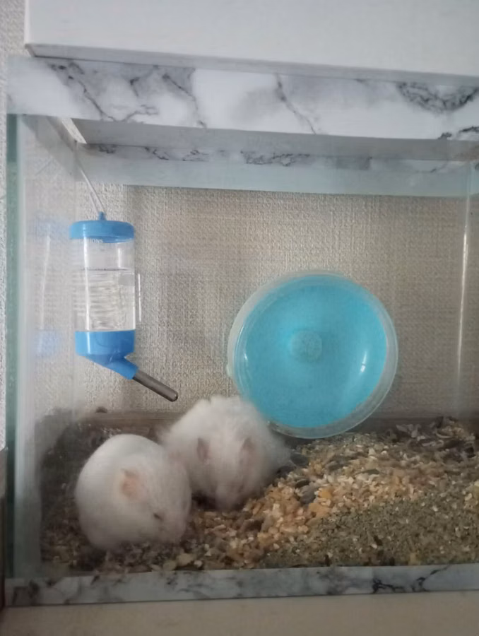 Akvaryum tipli şüşə qəfəsdə iki ağ hamster komplekti. Xüsusiyyətlər
