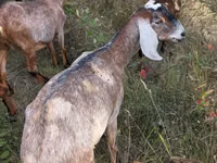 თხა, Nubian Goat — ფოტო 2