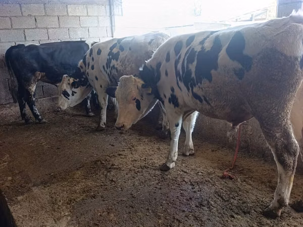 Buqa, Russian Black pied cattle