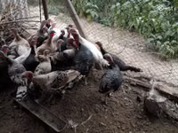 Turkeys — foto 1