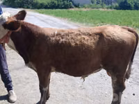 Býk, Simmental cattle — foto 1