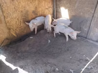 Säue, Schweine — Foto 1