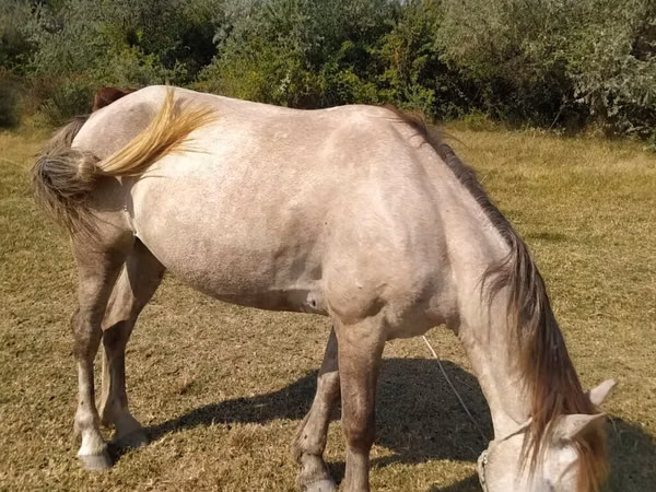 Jument, Azerbaijan horse