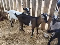 公山羊, Goats — 照片 4