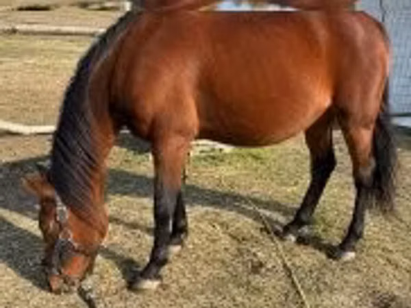 母马, Horses