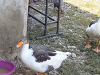 Geese — foto 2