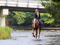 Cavalo, Palomino — foto 4