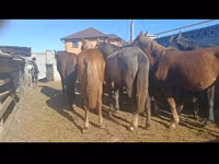 Jument, Chevaux — photo 4