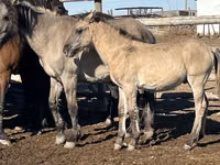 Pferde (Partie, Geschlecht nicht angegeben), Kazakh horse — Foto 3