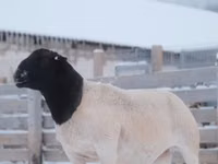 ஆண் ஆடு, Dorper sheep — புகைப்படம் 3
