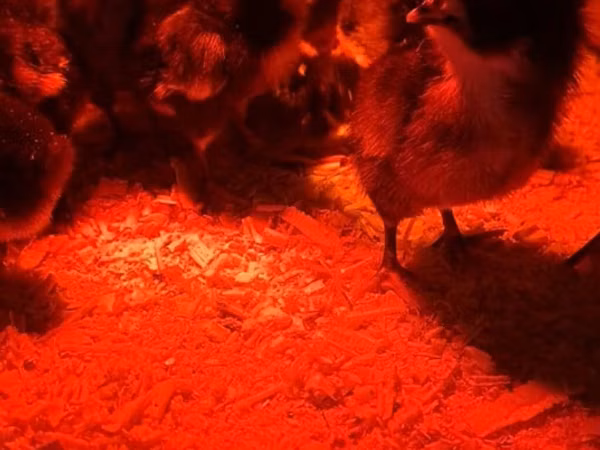 Australorp