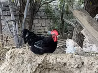 Chickens — الصورة 3