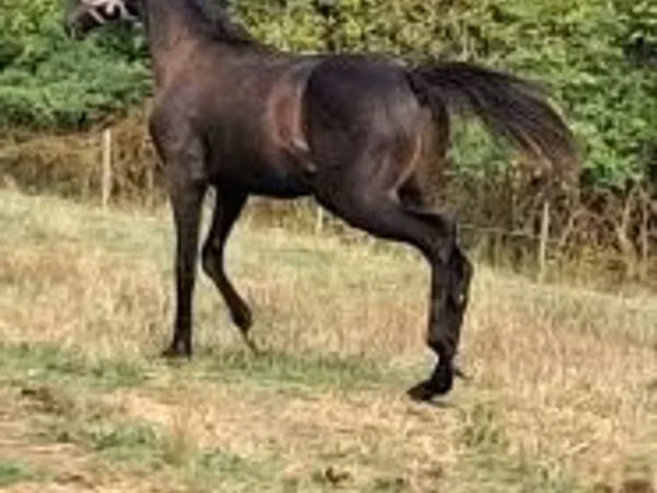 Cavalo, Thoroughbred horse