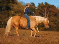 Айғыр, Quarter Horse — 3-сурет