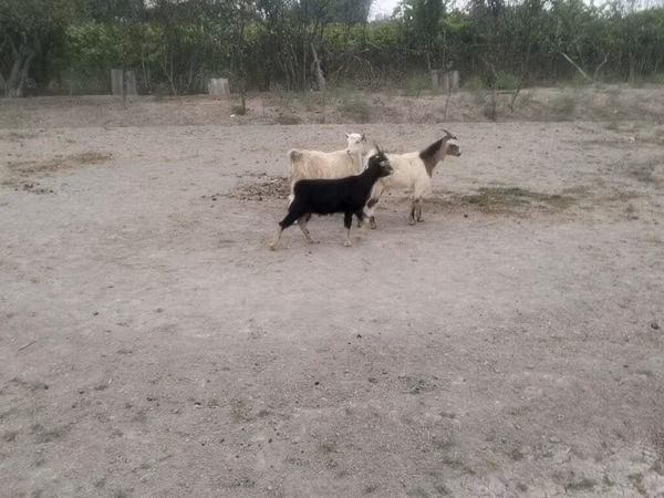Kozy (partia, płeć nieokreślona), Kozy — Azerbejdżan