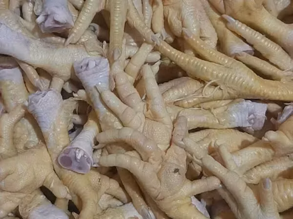 Հավի Տոտ Շան կեր Ոսկոր