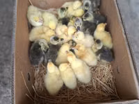 Geese — zdjęcie 3