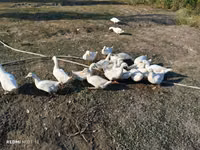 Deutscher Pekin — Foto 1