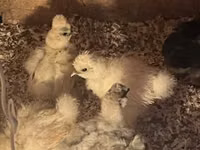 Silkie — foto 3