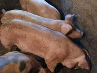 Säue, Schweine — Foto 5
