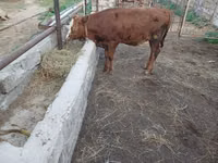 Kuh, Simmental cattle — Foto 3