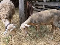 雌羊, Luzein sheep — 写真 2