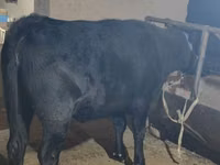 Taureau, Aberdeen-Angus — photo 2