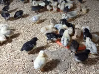 Chickens — Foto 2