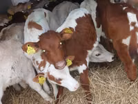 Sığır (parti, cinsiyet belirtilmedi), Simmental cattle — foto 1