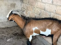 თხა, Nubian Goat — ფოტო 2