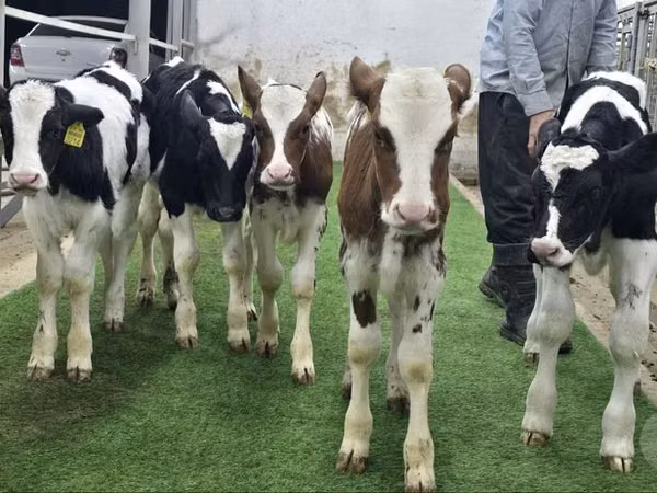 牛（ロット、性別未指定）, Simmental cattle
