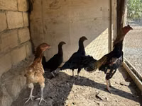 Chickens — foto 1