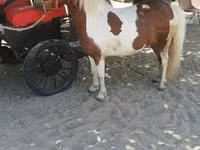 母马, Horses — 照片 1