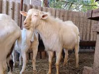 公山羊, Saanen goat — 照片 3