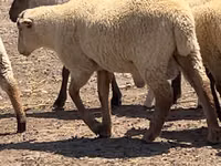 Qoʻchqor, Hampshire sheep — 2-rasm